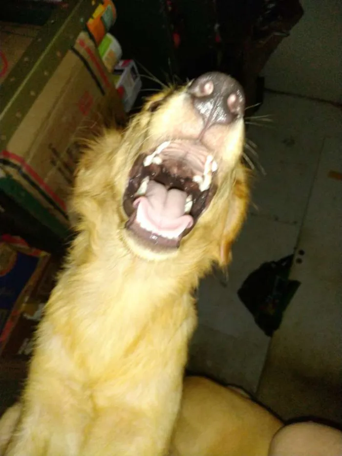 Cachorro ra a SRD idade 2 a 6 meses nome Brian