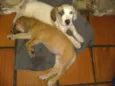 Jasmine e Petrus