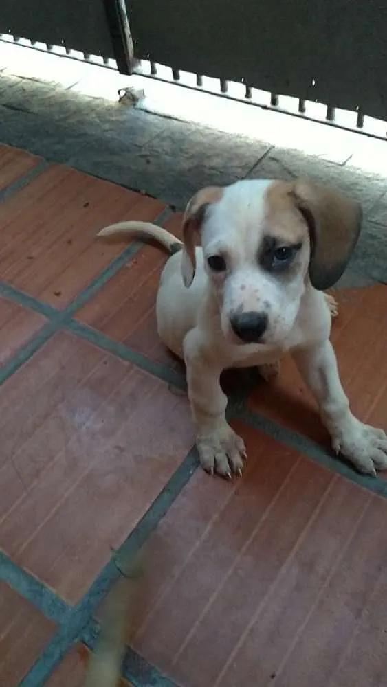 Cachorro ra a SRD idade Abaixo de 2 meses nome Jasmine e Petrus