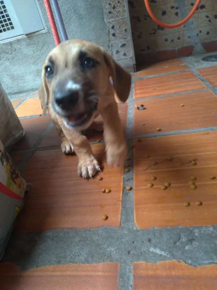 Cachorro ra a SRD idade Abaixo de 2 meses nome Jasmine e Petrus