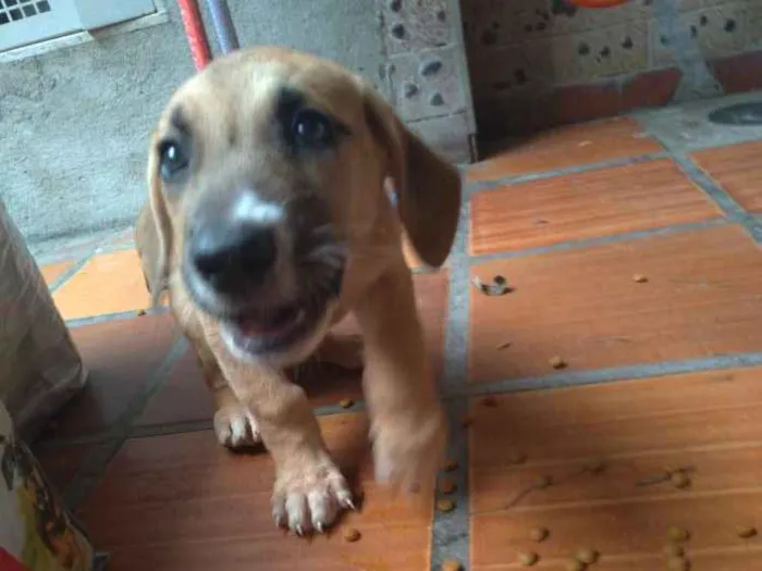Cachorro ra a SRD idade Abaixo de 2 meses nome Jasmine e Petrus