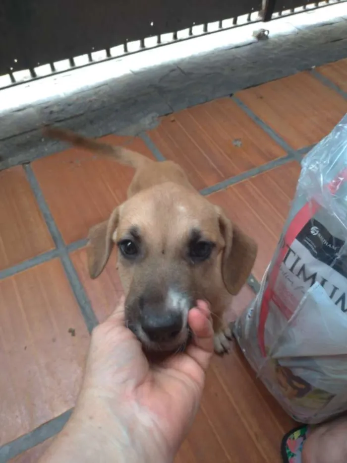 Cachorro ra a SRD idade Abaixo de 2 meses nome Jasmine e Petrus
