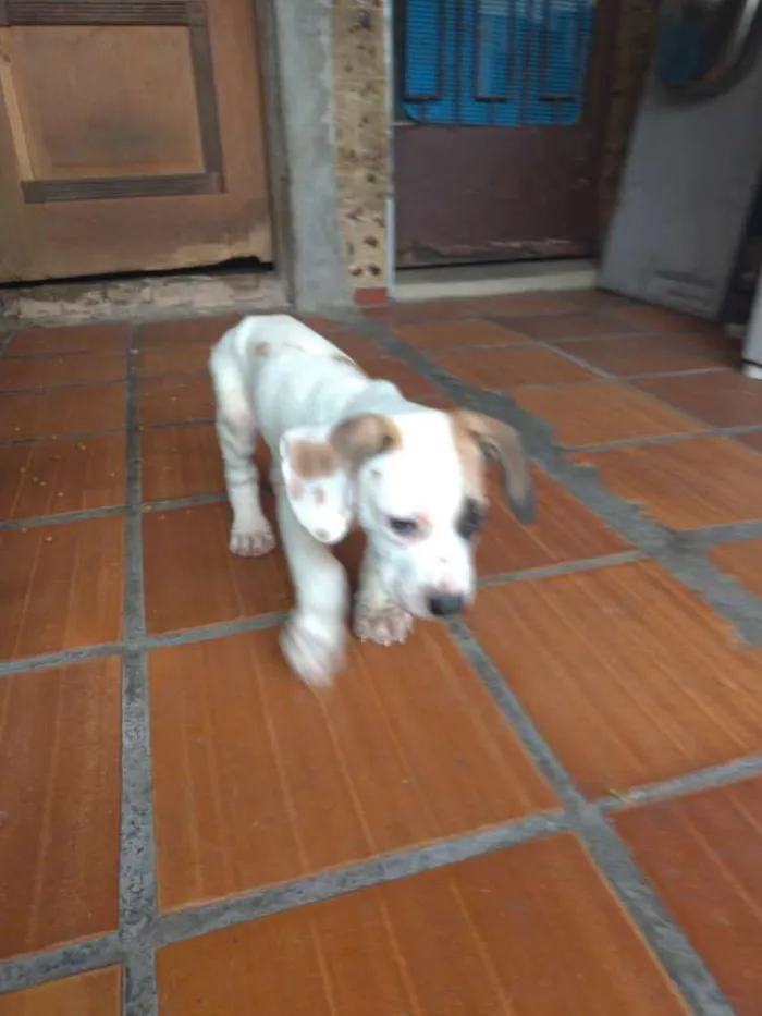 Cachorro ra a SRD idade Abaixo de 2 meses nome Jasmine e Petrus