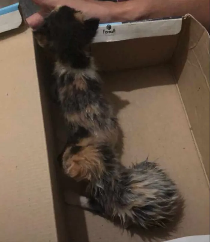 Gato ra a  idade  nome Gato desconhecido