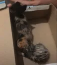 Gato desconhecido