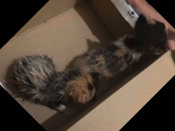 Gato ra a  idade  nome Gato desconhecido