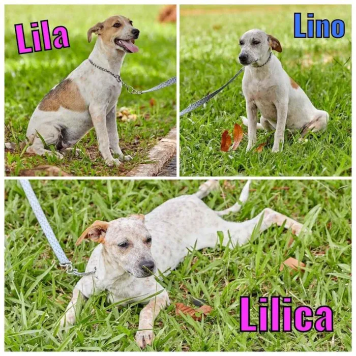 Cachorro ra a SRD idade 2 a 6 meses nome Lila, Lino e Lilica