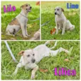 Lila, Lino e Lilica