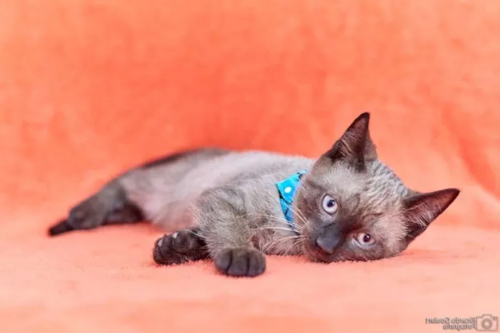 Gato ra a Sialata idade 2 a 6 meses nome Mojito