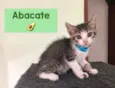 Abacate