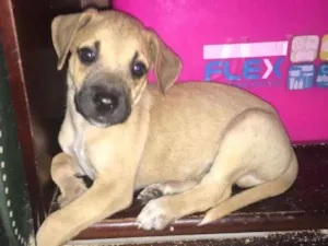 Cachorro raça SRD idade 2 a 6 meses nome MEL e filhotes 