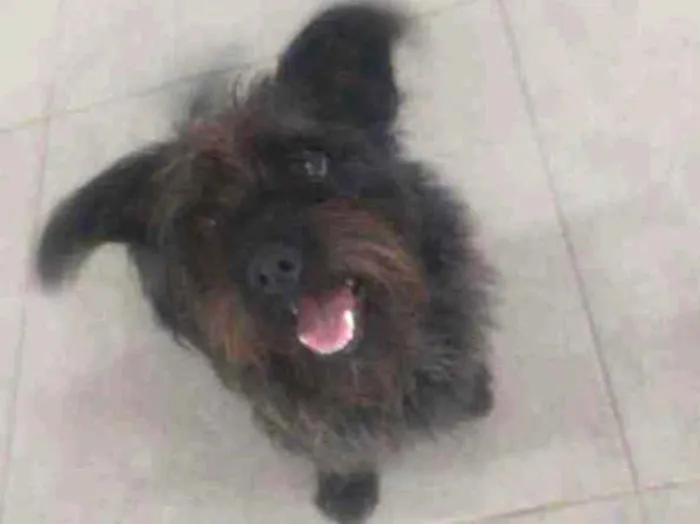 Cachorro ra a Vira Lata idade 3 anos nome Pandora