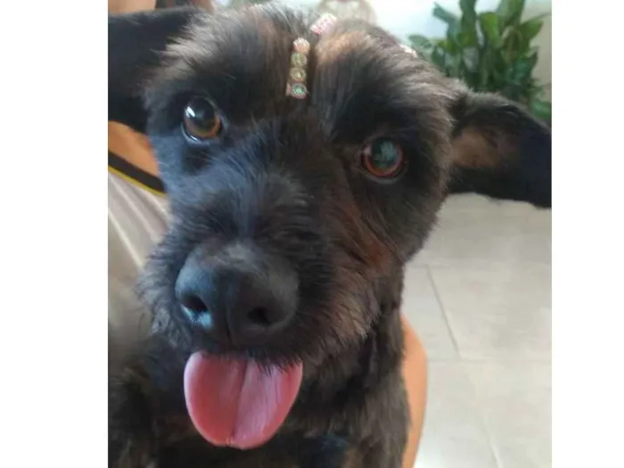 Cachorro ra a Vira Lata idade 3 anos nome Pandora