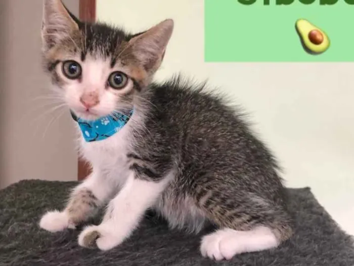 Gato ra a Srd idade Abaixo de 2 meses nome Abacate 