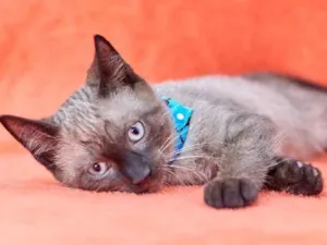 Gato raça Sialata idade 2 a 6 meses nome Mojito