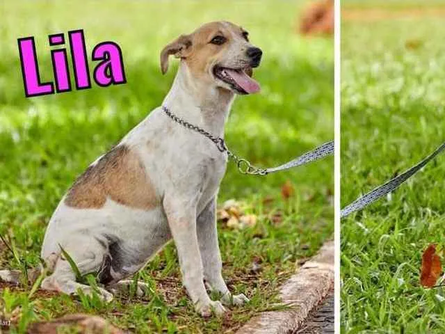 Cachorro ra a SRD idade 2 a 6 meses nome Lila, Lino e Lilica
