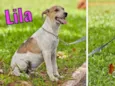 Lila, Lino e Lilica
