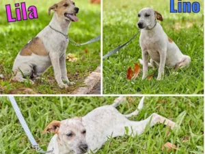 Cachorro raça SRD idade 2 a 6 meses nome Lila, Lino e Lilica