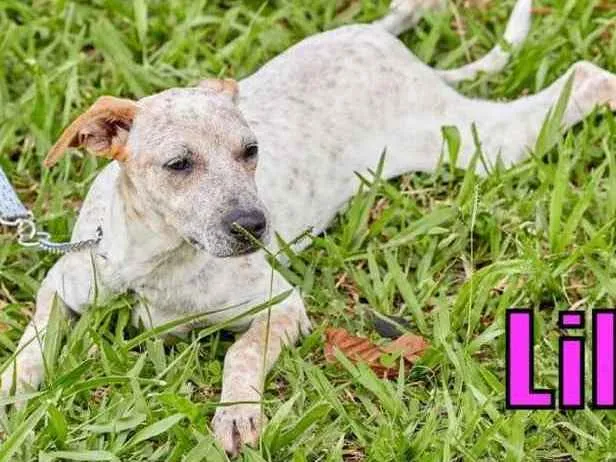 Cachorro ra a SRD idade 2 a 6 meses nome Lila, Lino e Lilica