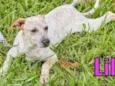 Lila, Lino e Lilica