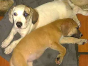 Cachorro raça SRD idade Abaixo de 2 meses nome Jasmine e Petrus