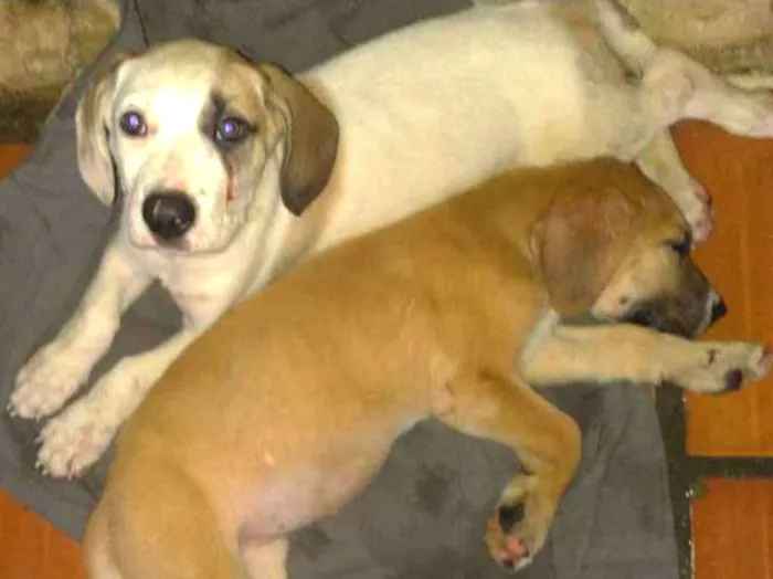 Cachorro ra a SRD idade Abaixo de 2 meses nome Jasmine e Petrus