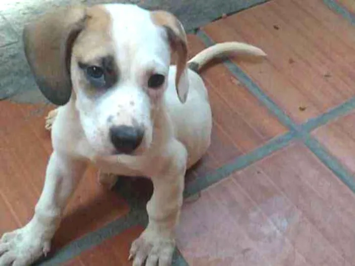 Cachorro ra a SRD idade Abaixo de 2 meses nome Jasmine e Petrus