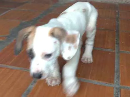 Cachorro ra a SRD idade Abaixo de 2 meses nome Jasmine e Petrus