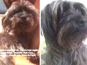 Cachorro raça Indefinida  idade 1 ano nome Pepê