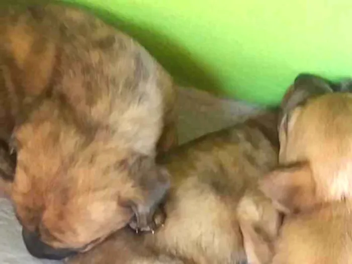 Cachorro ra a Não sei  idade Abaixo de 2 meses nome Não sei 