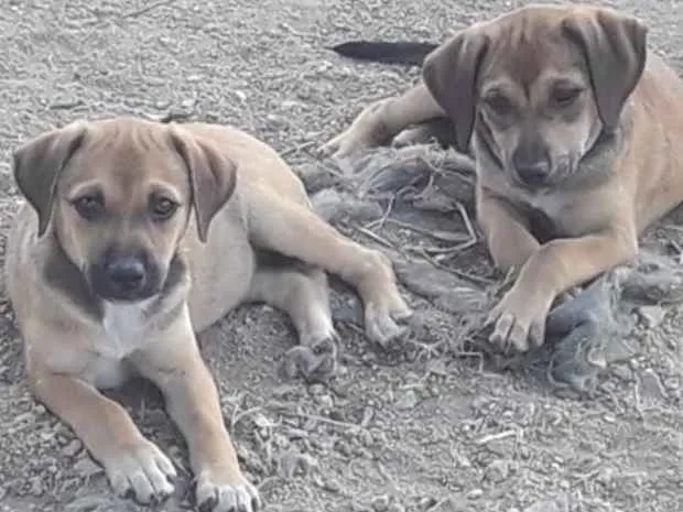 Cachorro ra a Não sei  idade 2 a 6 meses nome Não sei 