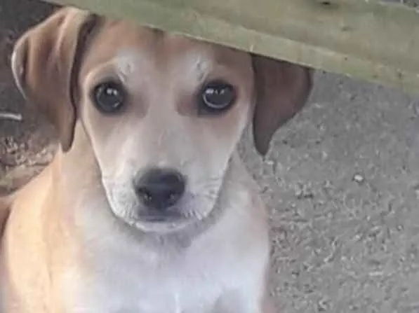 Cachorro ra a Não sei  idade 2 a 6 meses nome Não sei 
