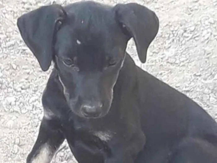 Cachorro ra a Não sei  idade 2 a 6 meses nome Não sei 