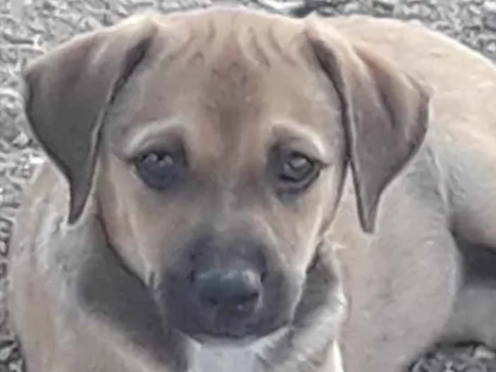 Cachorro ra a Não sei  idade 2 a 6 meses nome Não sei 