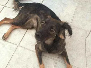 Cachorro raça SRD idade 1 ano nome Maia