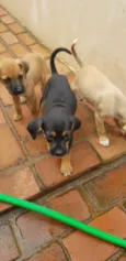 Pixuco