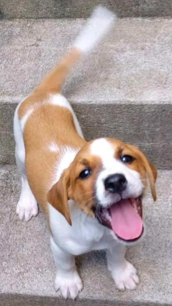 Cachorro raça SRD idade Abaixo de 2 meses nome Sem Nomes 
