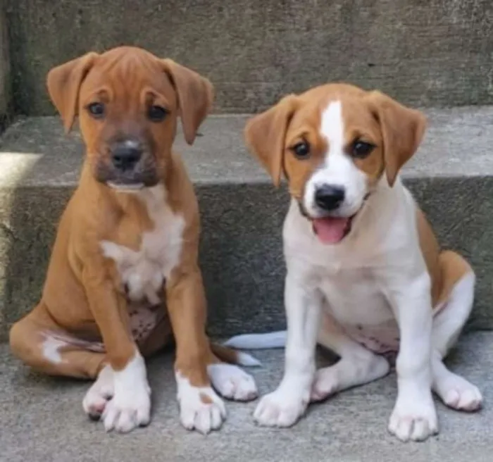 Cachorro raça SRD idade Abaixo de 2 meses nome Sem Nomes 