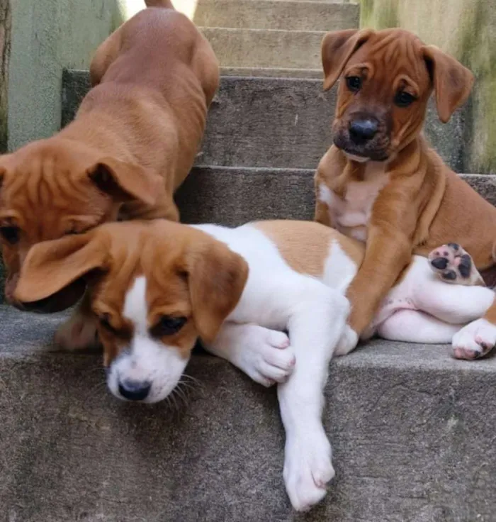 Cachorro raça SRD idade Abaixo de 2 meses nome Sem Nomes 