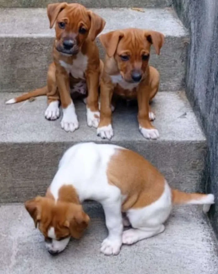 Cachorro raça SRD idade Abaixo de 2 meses nome Sem Nomes 