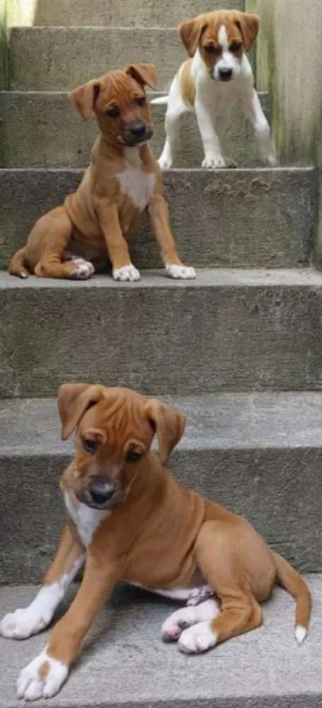 Cachorro raça SRD idade Abaixo de 2 meses nome Sem Nomes 