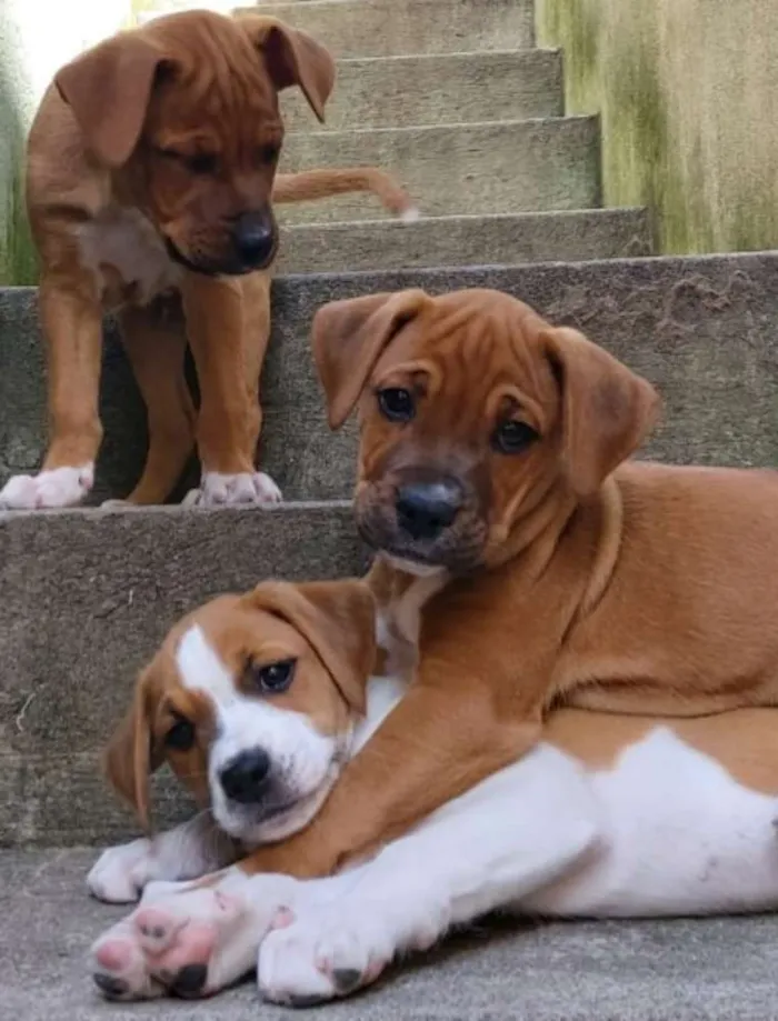Cachorro raça SRD idade Abaixo de 2 meses nome Sem Nomes 