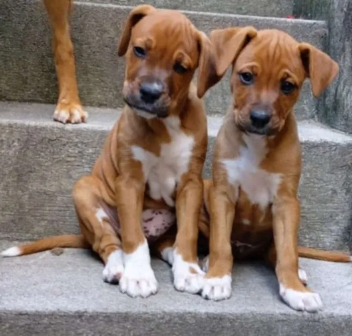 Cachorro raça SRD idade Abaixo de 2 meses nome Sem Nomes 