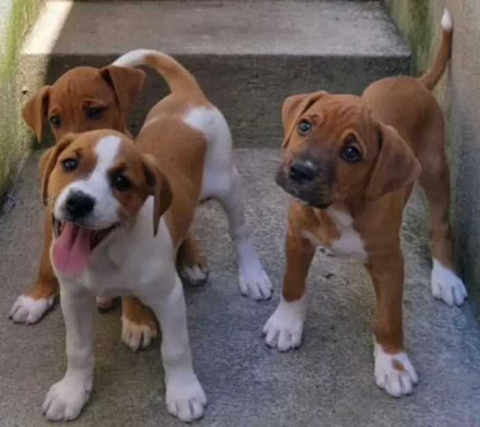 Cachorro raça SRD idade Abaixo de 2 meses nome Sem Nomes 