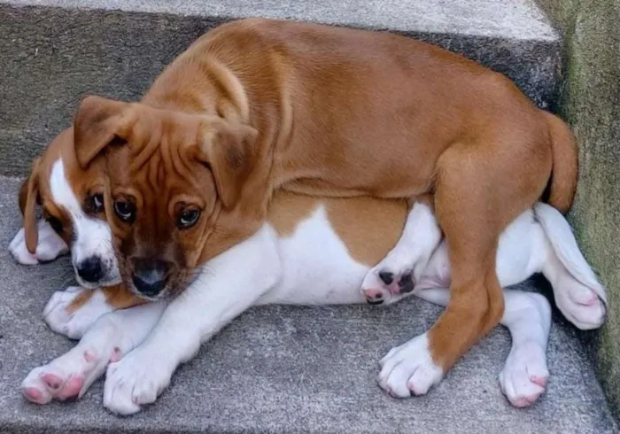 Cachorro raça SRD idade Abaixo de 2 meses nome Sem Nomes 
