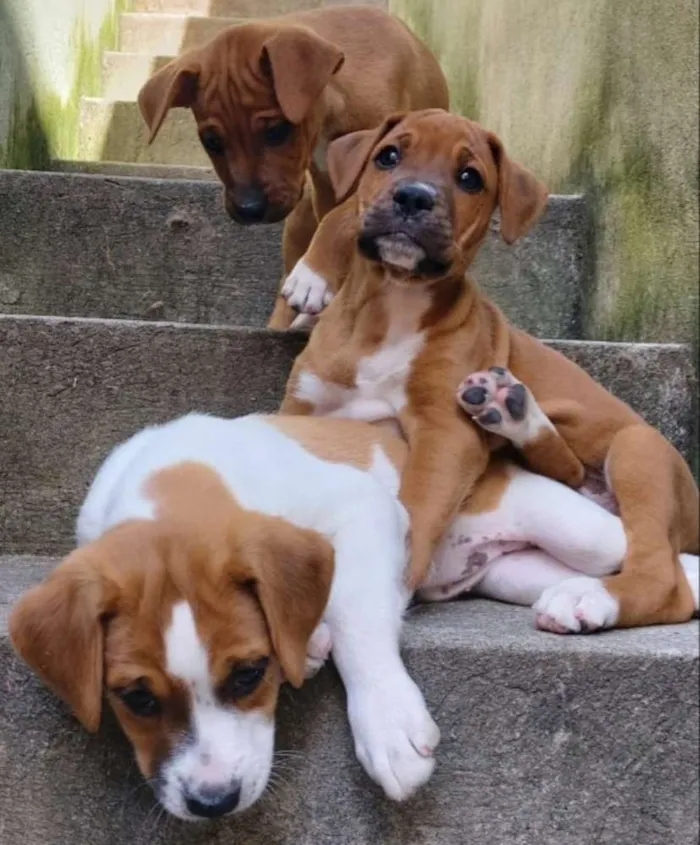 Cachorro raça SRD idade Abaixo de 2 meses nome Sem Nomes 