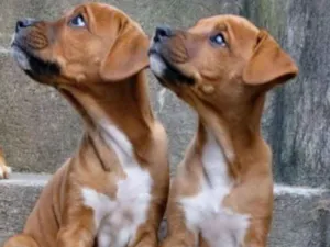 Cachorro raça SRD idade Abaixo de 2 meses nome Sem Nomes 