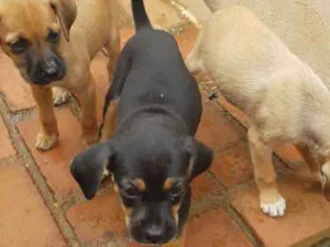 Cachorro raça  idade 2 a 6 meses nome Pixuco