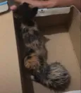 Gato desconhecido