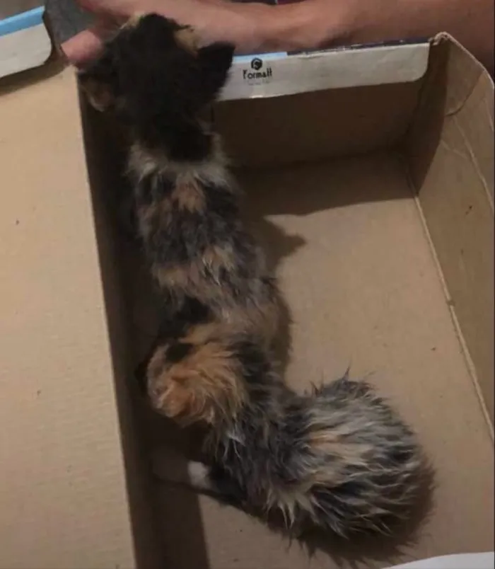 Gato ra a  idade  nome Gato desconhecido